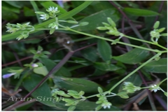 Polycarpon prostratum